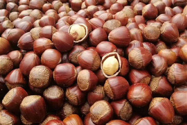 榛子是什么樹的果實 榛子是哪個地方的特產(chǎn) 榛子是什么樹的果實 榛子是哪個地方的特產(chǎn)