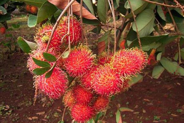 紅毛丹對孕婦有什么好處 紅毛丹的禁忌人群 紅毛丹對孕婦有什么好處 紅毛丹的禁忌人群