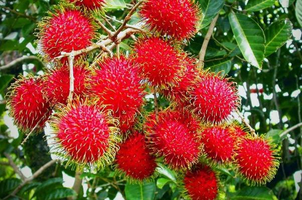 紅毛丹是進口水果嗎 紅毛丹它是屬于越南的水果嗎 紅毛丹是進口水果嗎 紅毛丹它是屬于越南的水果嗎