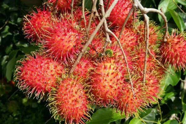 紅毛丹什么味道 紅毛丹什么味道是壞的 紅毛丹什么味道 紅毛丹什么味道是壞的