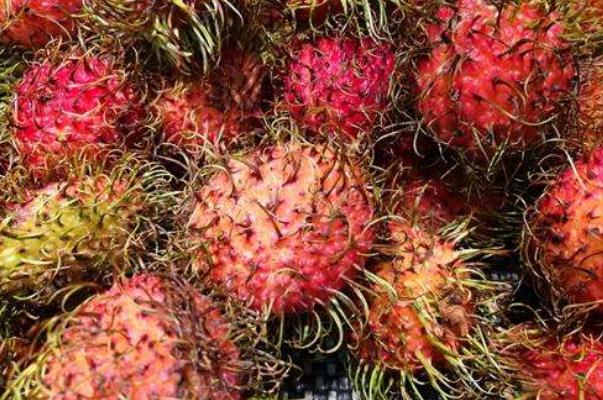 紅毛丹的熱量 紅毛丹的核為什么都連著肉 紅毛丹的熱量 紅毛丹的核為什么都連著肉