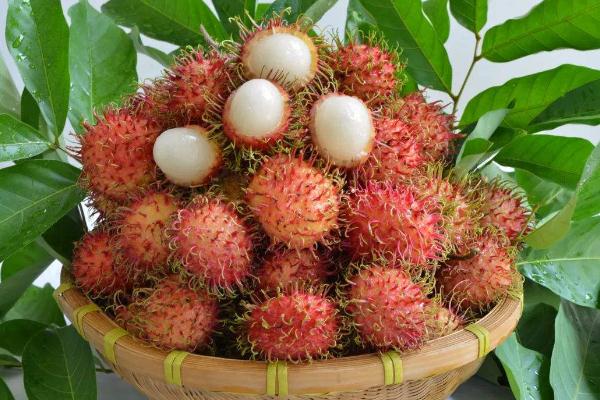 吃紅毛丹的禁忌 怎么挑紅毛丹 吃紅毛丹的禁忌 怎么挑紅毛丹