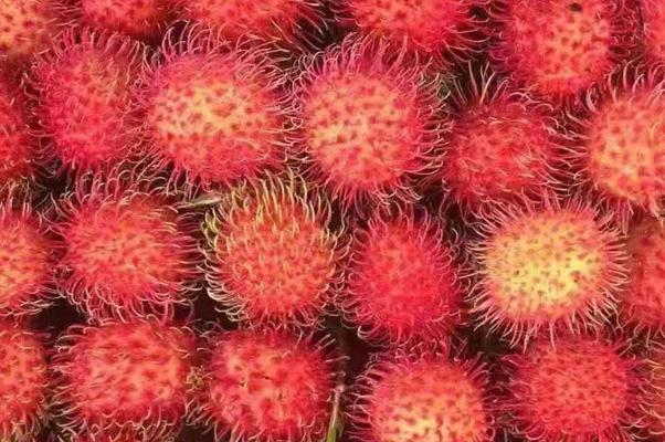 紅毛丹會上火嗎 紅毛丹會不會過敏 紅毛丹會上火嗎 紅毛丹會不會過敏