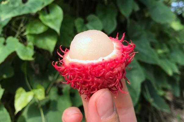 紅毛丹的熱量 紅毛丹的核為什么都連著肉 紅毛丹的熱量 紅毛丹的核為什么都連著肉