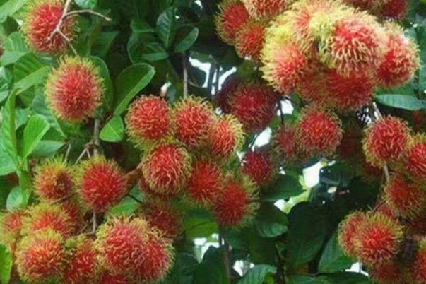 吃紅毛丹的禁忌 怎么挑紅毛丹 吃紅毛丹的禁忌 怎么挑紅毛丹