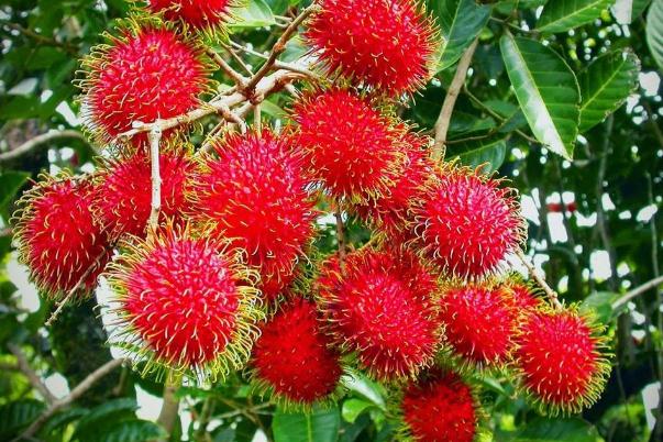 紅毛丹會上火嗎 紅毛丹會不會過敏 紅毛丹會上火嗎 紅毛丹會不會過敏