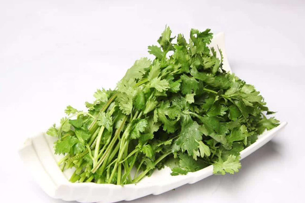 香菜一次吃多少合適 香菜可以每天吃嗎 香菜一次吃多少合適 香菜可以每天吃嗎
