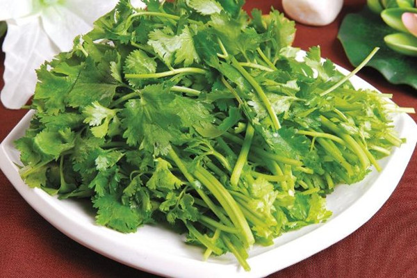 香菜可以放冰箱嗎 香菜放冰箱能放多久 香菜可以放冰箱嗎 香菜放冰箱能放多久