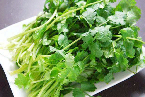 香菜的熱量高嗎 香菜減肥期間可以吃嗎 香菜的熱量高嗎 香菜減肥期間可以吃嗎