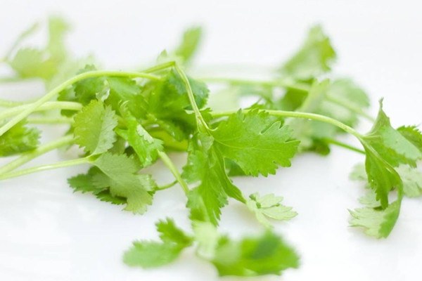 香菜如何選購 香菜如何長期保存