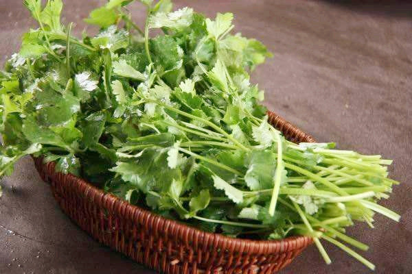 香菜不能和什么一起吃 香菜能和菠菜一起吃嗎 香菜不能和什么一起吃 香菜能和菠菜一起吃嗎