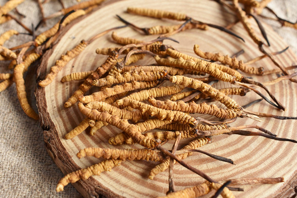冬蟲夏草保質(zhì)期是幾年 冬蟲夏草怎么看是否過期 冬蟲夏草保質(zhì)期是幾年 冬蟲夏草怎么看是否過期