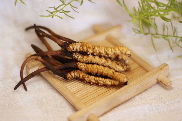 冬蟲夏草孕婦能不能吃 冬蟲夏草不適合哪些人吃 冬蟲夏草孕婦能不能吃 冬蟲夏草不適合哪些人吃