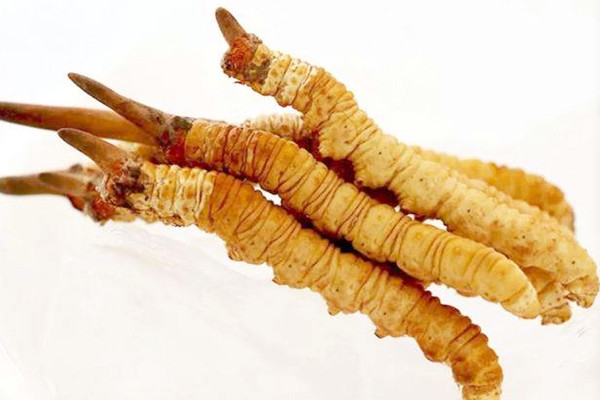 冬蟲夏草孕婦能不能吃 冬蟲夏草不適合哪些人吃 冬蟲夏草孕婦能不能吃 冬蟲夏草不適合哪些人吃