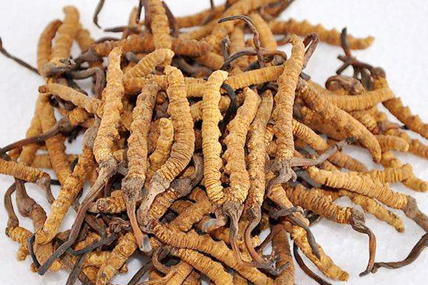冬蟲夏草如何選購 冬蟲夏草如何存放 冬蟲夏草如何選購 冬蟲夏草如何存放