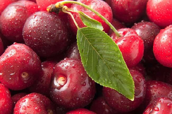 車?yán)遄优路显趺聪吹?車?yán)遄訒?huì)吃的嘴唇染色嗎 車?yán)遄优路显趺聪吹?車?yán)遄訒?huì)吃的嘴唇染色嗎