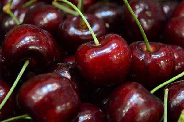 車?yán)遄涌梢匝a(bǔ)血么 車?yán)遄雍蜖I(yíng)養(yǎng)價(jià)值和食用功效