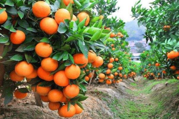 沙糖桔的營(yíng)養(yǎng)功效與作用 沙糖桔上火還是降火 沙糖桔的營(yíng)養(yǎng)功效與作用 沙糖桔上火還是降火