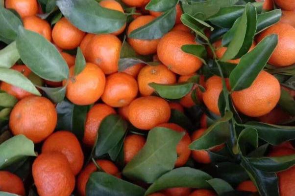 沙糖桔的營(yíng)養(yǎng)功效與作用 沙糖桔上火還是降火 沙糖桔的營(yíng)養(yǎng)功效與作用 沙糖桔上火還是降火