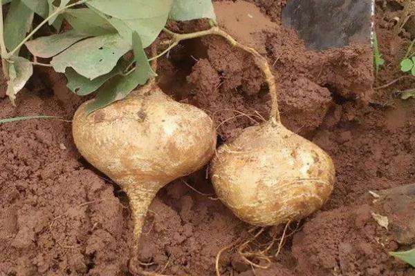 涼薯是上火的還是降火的 涼薯要怎么儲(chǔ)存才不會(huì)壞 涼薯是上火的還是降火的 涼薯要怎么儲(chǔ)存才不會(huì)壞