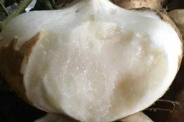 涼薯孕婦可以生吃嗎 涼薯孕婦吃有好處嗎 涼薯孕婦可以生吃嗎 涼薯孕婦吃有好處嗎