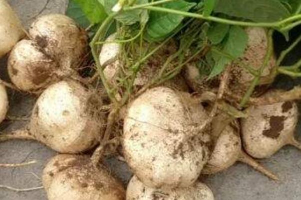 涼薯含糖量高嗎 血糖高可以吃涼薯嗎 涼薯含糖量高嗎 血糖高可以吃涼薯嗎