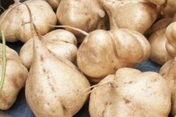 涼薯是上火的還是降火的 涼薯要怎么儲(chǔ)存才不會(huì)壞 涼薯是上火的還是降火的 涼薯要怎么儲(chǔ)存才不會(huì)壞