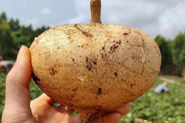 涼薯孕婦可以生吃嗎 涼薯孕婦吃有好處嗎 涼薯孕婦可以生吃嗎 涼薯孕婦吃有好處嗎