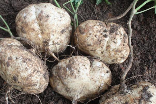 涼薯是蔬菜還是水果 涼薯是哪個地方的特產(chǎn) 涼薯是蔬菜還是水果 涼薯是哪個地方的特產(chǎn)