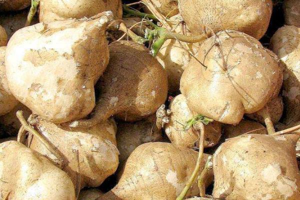 涼薯是蔬菜還是水果 涼薯是哪個地方的特產(chǎn) 涼薯是蔬菜還是水果 涼薯是哪個地方的特產(chǎn)