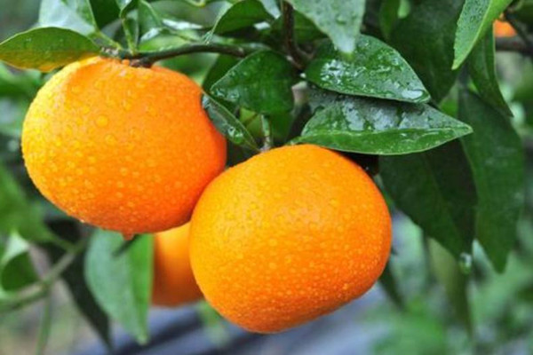 沃柑是雜交品種嗎 沃柑是涼性的嗎 沃柑是雜交品種嗎 沃柑是涼性的嗎