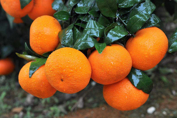 沃柑是雜交品種嗎 沃柑是涼性的嗎 沃柑是雜交品種嗎 沃柑是涼性的嗎