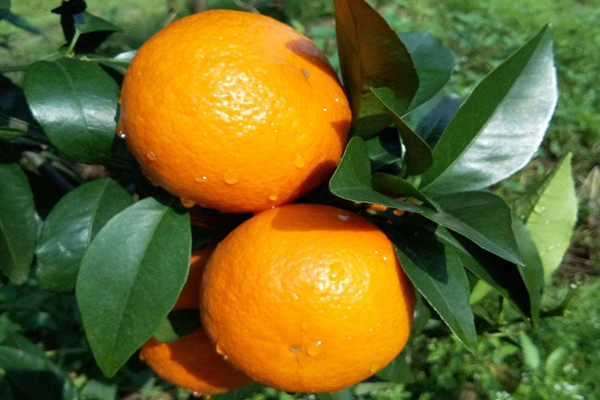 沃柑吃了會上火嗎 沃柑吃多了會拉肚子嗎 沃柑吃了會上火嗎 沃柑吃多了會拉肚子嗎