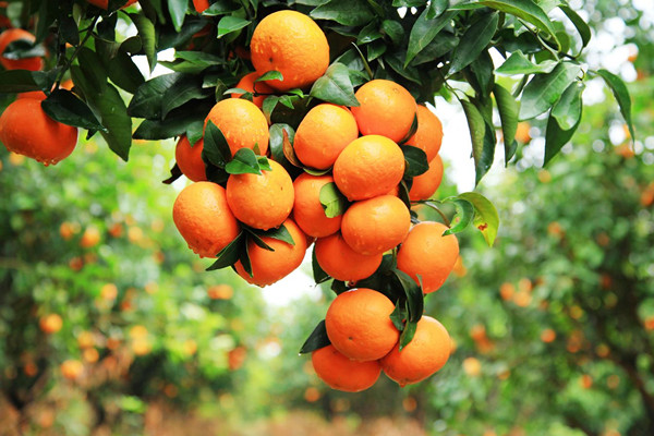 沃柑吃了會不會變黃 沃柑有什么營養(yǎng)價值 沃柑吃了會不會變黃 沃柑有什么營養(yǎng)價值