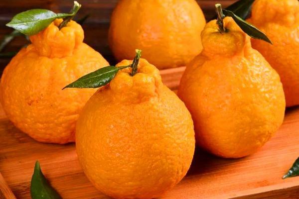 丑橘要放冰箱冷藏嗎 丑橘要怎么挑選 丑橘要放冰箱冷藏嗎 丑橘要怎么挑選