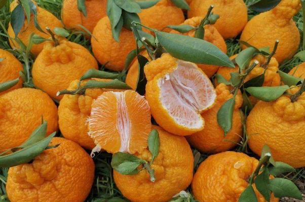 丑橘的功效與作用 丑橘是上火的還是去火的 丑橘的功效與作用 丑橘是上火的還是去火的