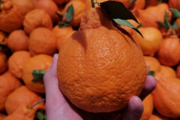 丑橘是酸性還是堿性 丑橘是幾月份的水果 丑橘是酸性還是堿性 丑橘是幾月份的水果