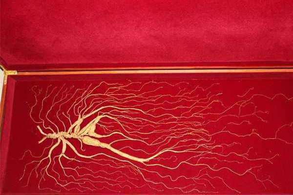 野山參多少錢一支 野山參有收藏價值嗎 野山參多少錢一支 野山參有收藏價值嗎