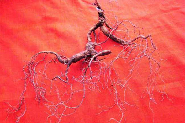 野山參的功效和作用 ?野山參可以保存多久 野山參的功效和作用 ?野山參可以保存多久