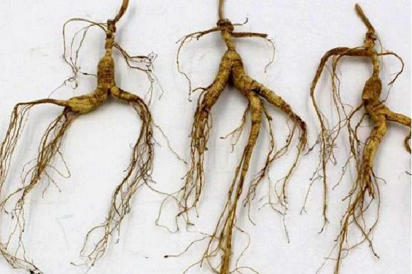 野山參和人參有區(qū)別嗎 野山參怎么辨別真假 野山參和人參有區(qū)別嗎 野山參怎么辨別真假