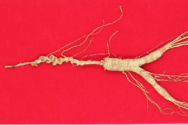 野山參的功效和作用 ?野山參可以保存多久 野山參的功效和作用 ?野山參可以保存多久