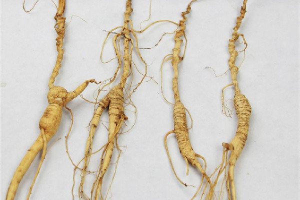 野山參和人參有區(qū)別嗎 野山參怎么辨別真假 野山參和人參有區(qū)別嗎 野山參怎么辨別真假