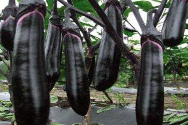 茄子孕婦能吃嗎 茄子孕婦吃有什么好處 茄子孕婦能吃嗎 茄子孕婦吃有什么好處