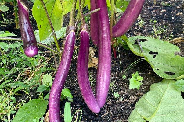 茄子的營養(yǎng)成分 茄子怎么做好吃又簡單 茄子的營養(yǎng)成分 茄子怎么做好吃又簡單