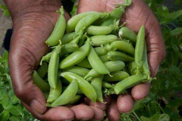 豌豆要焯水再炒嗎 豌豆要煮多久才可以吃 豌豆要焯水再炒嗎 豌豆要煮多久才可以吃