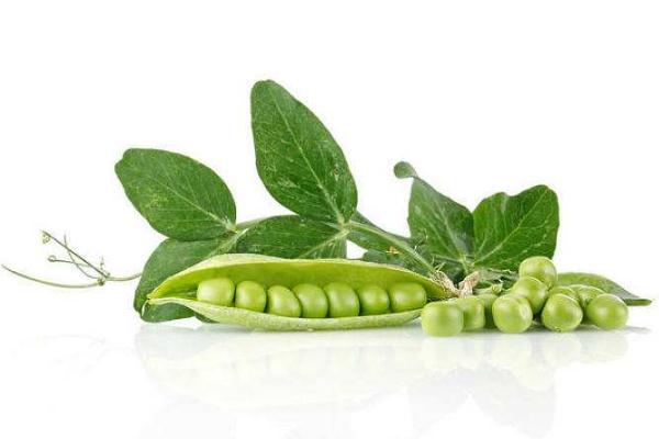 豌豆對胃有沒有好處 豌豆多吃對胃有好處嗎 豌豆對胃有沒有好處 豌豆多吃對胃有好處嗎