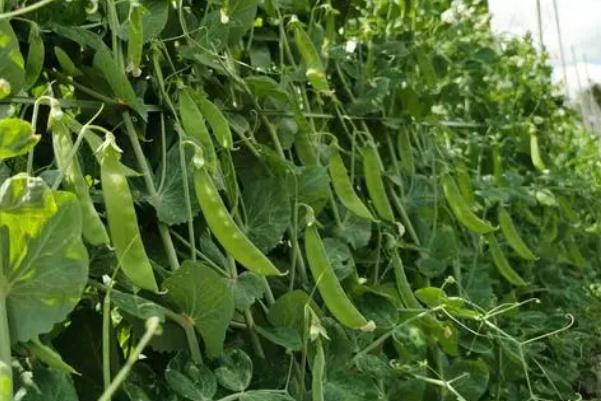 豌豆孕婦可以吃嗎 豌豆孕婦吃了有什么好處 豌豆孕婦可以吃嗎 豌豆孕婦吃了有什么好處