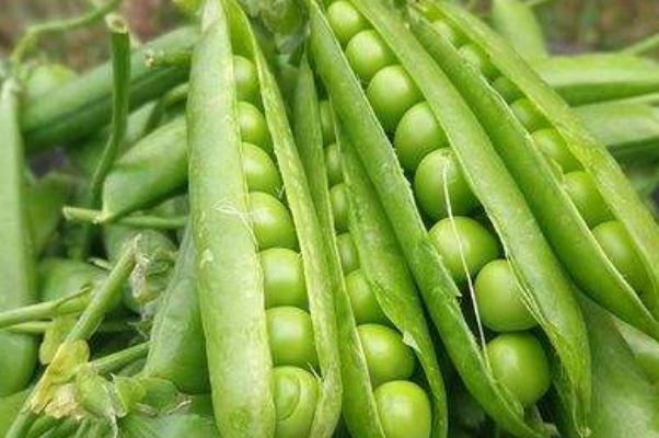 豌豆的營(yíng)養(yǎng)價(jià)值與食用功效 豌豆的營(yíng)養(yǎng)成分