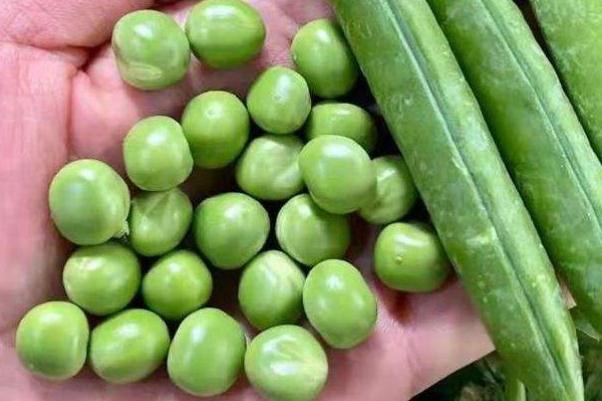 豌豆的營(yíng)養(yǎng)價(jià)值與食用功效 豌豆的營(yíng)養(yǎng)成分