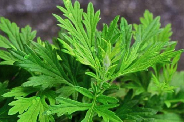 艾葉是新的好還是陳的好 艾葉買什么樣的好 艾葉是新的好還是陳的好 艾葉買什么樣的好